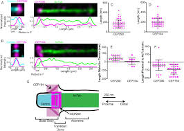 Welcome to dynacorn international llc the muscle car people. Superresolution Microscopy Reveals Photoreceptor Specific Subciliary Location And Function Of Cep290 Biorxiv
