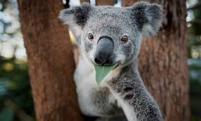 Rd.com knowledge facts you might think that this is a trick science trivia question. 10 Interesting Facts About Koalas Wwf Australia Wwf Australia