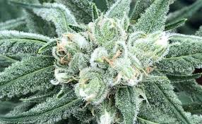 Wait ends for two Black farmers, who receive licenses to grow medical  marijuana