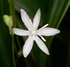 Image result for Chlorophytum fischeri