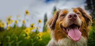 If you enjoyed my video please comment, like, favorite, subscribe and share. Southern Veterinary Partners Network Of Animal Hospitals In The South