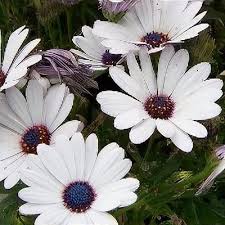 Image result for Osteospermum monocephalum