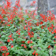 Image result for Salvia coccinea
