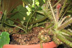 Begonia Ricinifolia