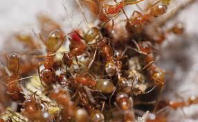 That's something expensive professional exterminators don't want you roaches are the tough guys of the bug world. Pest Management Professional The Leading Technical Journal For Pest Professionals