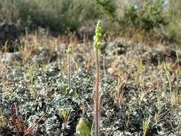 Image result for Holothrix villosa