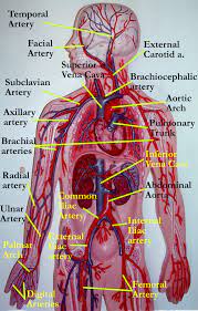 These vessels transport blood cells, nutrients, and oxygen to the tissues of the body. Exercise32anatomyofbloodvessels Arteries Human Anatomy And Physiology Anatomy Models Labeled