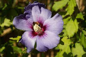 In diesem video zeigen wir ihnen schritt für schritt, wie sie einen hibiskus richtig schneiden. Blutezeit Wann Bluht Der Hibiskus Gartenlexikon De