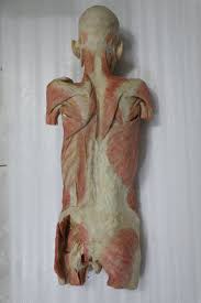 + the human trunk can be considered a hollow cylinder. Plastination Anatomy On Twitter Female Body Trunk Silicone Plastinates For Philippines Medical Teaching Clearly Shows Whole Viscera Organs Of Body Helping Medical Teaching And Studying Well Body Trunk Plastinates Medical Teaching Https T Co