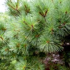 You have to use a tree killer that actually works. Growing And Caring For Eastern White Pine Trees