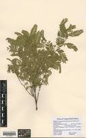 Image result for Chamaecrista zambesica