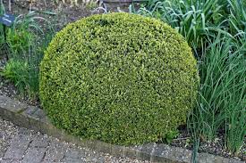 Prune in the evening so the hedge will not be immediately exposed to the hottest part of the day. Hedge Trimming And Topiary Thrive