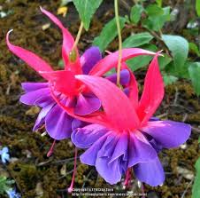 We did not find results for: Fuchsia Army Nurse In The Fuchsias Database Garden Org