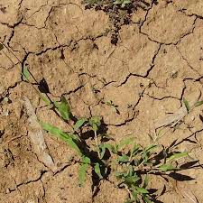 Image result for Urochloa reptans