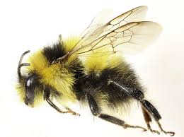 Image result for Bombus jonellus