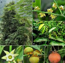 Image result for Diospyros sp. no. 1 sensu FZ