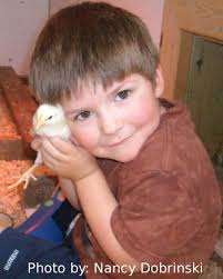 7 Reasons To Raise Chickens