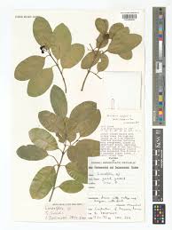 Image result for Hunteria zeylanica