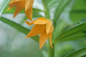 Image result for Littonia modesta