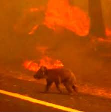 Heart Wrenching Fires In Australia 11 2019 Australia Animals Australian Wildlife Winter In Australia