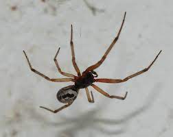 Jumping spiders, brown recluse spider, cellar. Steatoda Nobilis Wikipedia