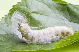 Image result for Cyanotis arachnoidea