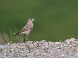 Image result for Isachne buettneri