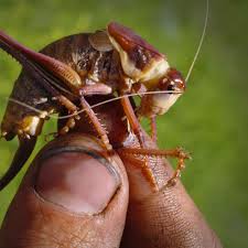Insect attack! U.S. West is battling crop-killing swarms | The  Spokesman-Review