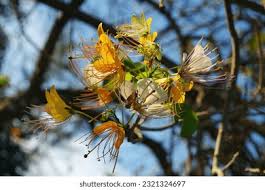 Image result for Capparaceae