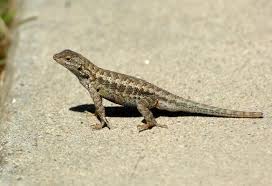 For example, you are likely to encounter a western fence lizard in southern california, or a common collared lizard in many dry states and so on. What To Feed A Wild Lizard The Mercury News