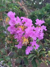 Image result for Coptosperma rhodesiacum