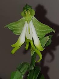 Image result for Bonatea antennifera