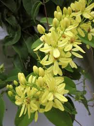 Image result for Tristellateia africana