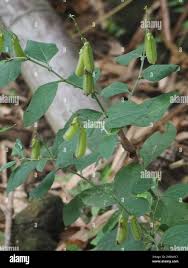 Image result for Crotalaria verrucosa