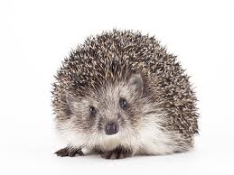 Saying hedgehog in african languages. Snuggling Your Pet Hedgehog May Spread Salmonella Cdc Warns