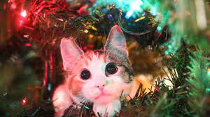 Maybe you would like to learn more about one of these? Cats Are Already Going For The Christmas Trees And It S Carnage Huffpost Uk Life