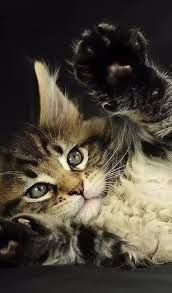 Image result for adorable cat