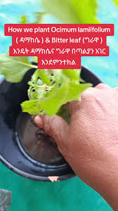 Image result for Ocimum lamiifolium