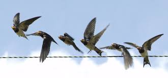 Ducks mallards bird flight flying bird silhouettes birds sky sunset anas duck flying birds background silhouette of bird flying falcon wingspan birds swallow bird silhouette vector. Elegant Montages Show The Beauty Of Birds In Flight Wired