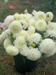 Image result for Dahlia `Snowflake`