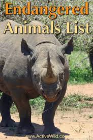 Rhinos with proudly defiant horns. List Of Endangered Animals With Facts Info Pictures Endangered Animals Endangered Animals Facts Endangered Animals List