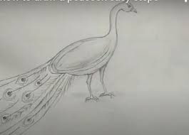 Learn to draw a pretty peacock. How To Draw A Peacock Easy Step By Step For Beginners