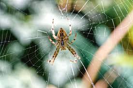 Be sure to look underneath the furniture too because that's where bugs and spiders really love to nest. How To Prevent A Spider Infestation Canberra Pest Control Canberra Pest Control