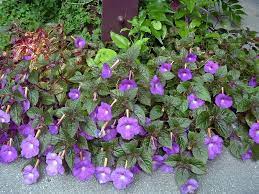 The blossom of the orange tree (citrus sinensis) is one of the most fragrant flowers in florida. Shade Ground Cover For South Florida Achimenes Or Indian Violet Shade Flowers Flowers That Like Shade Amazing Flowers