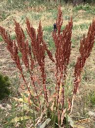 Image result for Rumex crispus