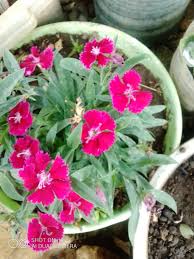 Image result for Siphonochilus longitubus