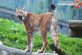 Fysiek was een week lang fotograferen in het beiersewoud voor mij bepaald geen peuleschilletje maar wat was het fantastisch. Lynx Beschrijving Habitat Levensstijl