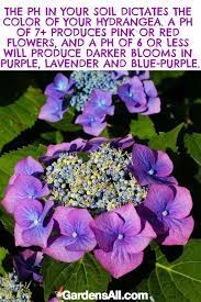 Pin On Beautiful Hydrangeas