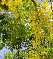 Image result for Cassia fistula