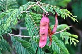 Image result for Acacia amythethophylla